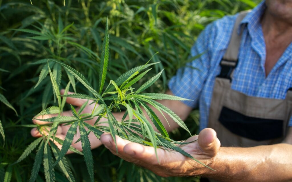 Nielegalna plantacja marihuany zamknięta przez policję w Lubartowie